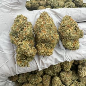 CELESTIAL GAS 8.5/10 (1LB)