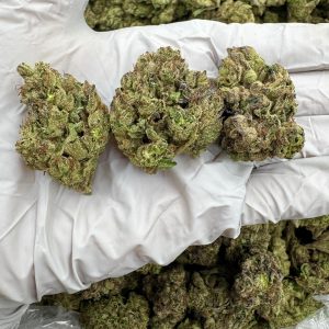 CHAMPANGE SHOWERS 8.5/10 (1LB)