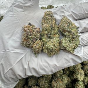 VERSACE 8.5/10 (1LB)