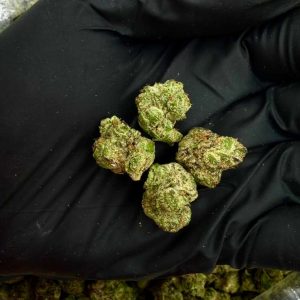 PUSH POP (SMALLS)👃8.5/10 (1LB)